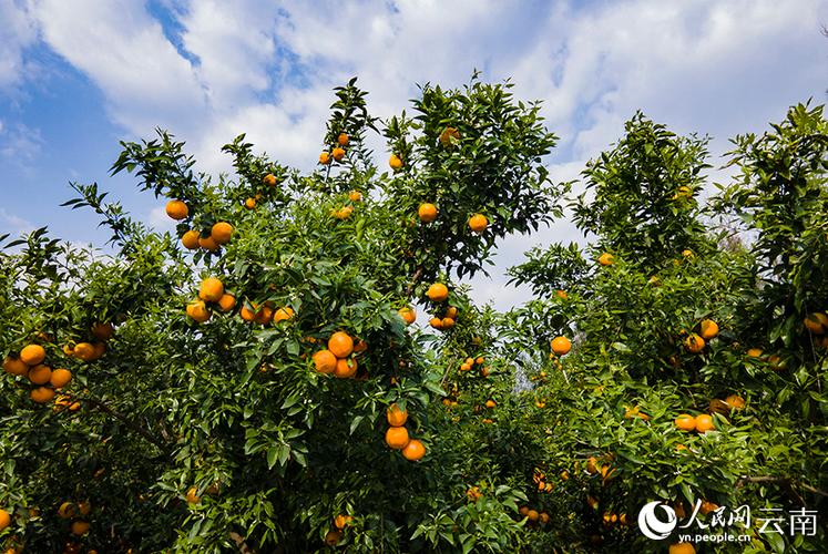 tangerine橘子