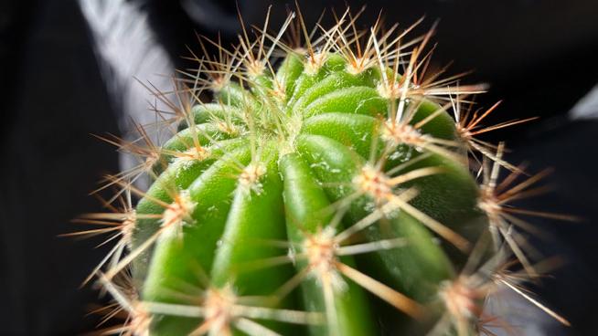 苹果17有微距拍摄功能吗