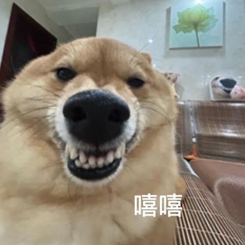 狗嘻嘻嘻嘻嘻表情包图标