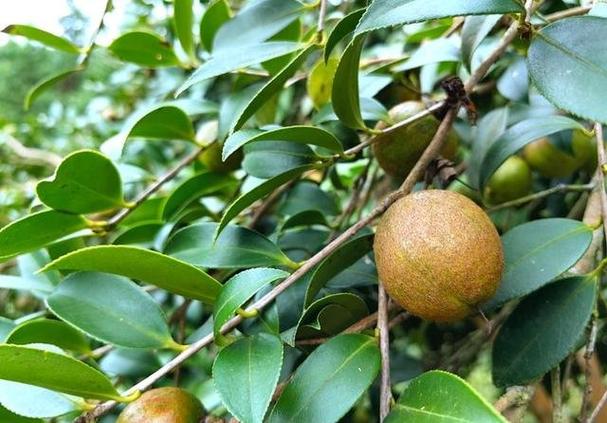油茶果图片缩略图