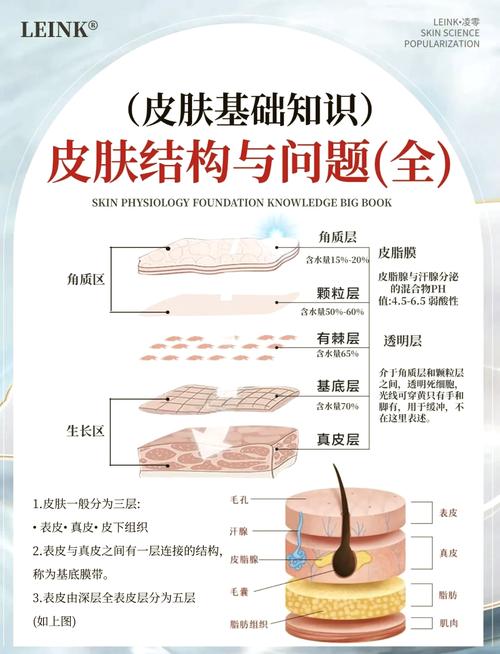 面部皮肤分几层每层的作用