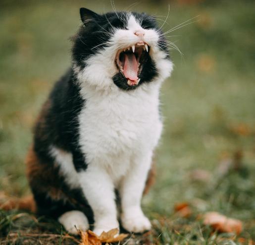 寻找猫叫声音