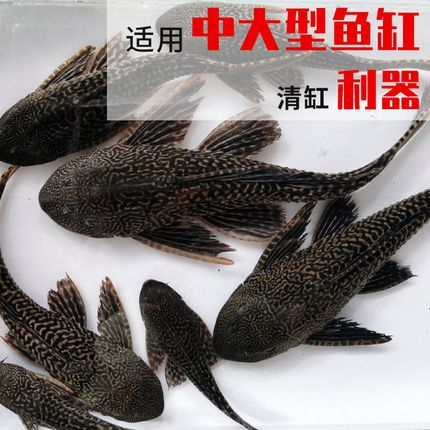 鱼缸里养什么可以清理鱼的便便
