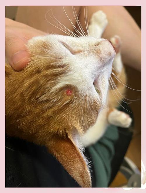 猫脑袋有个凸起的骨头