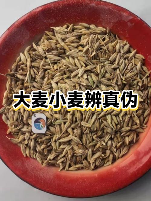 优大麦资料