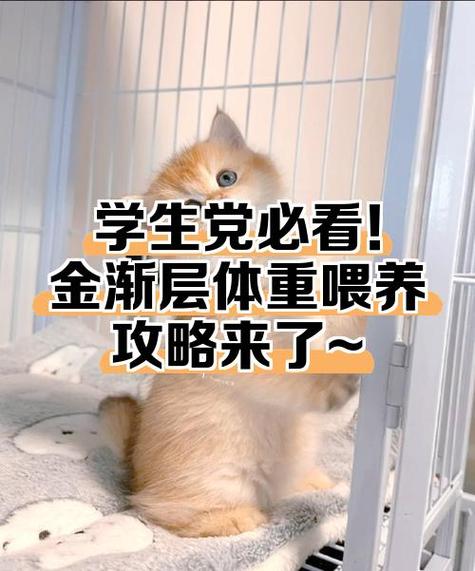 金渐层一岁多少斤正常缩略图