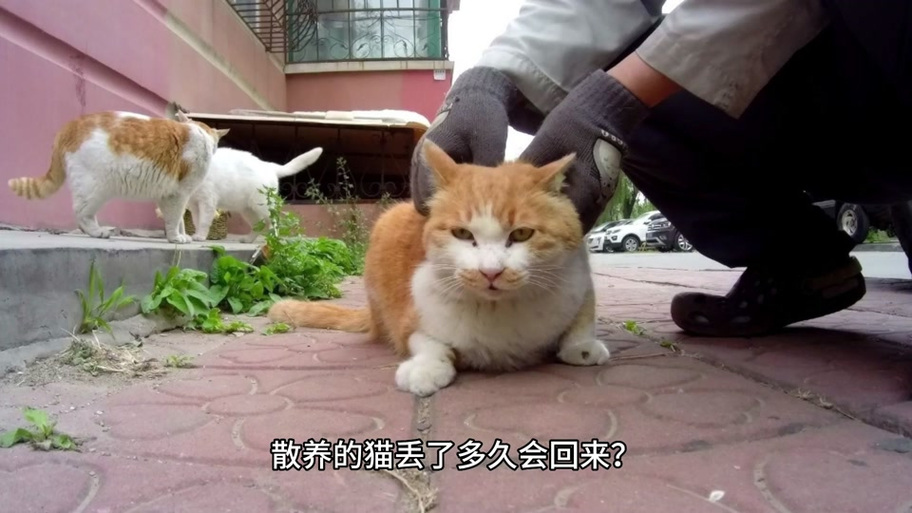 猫跑丢了能自己回来吗