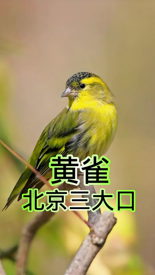 黄鸟叫声大全 野生