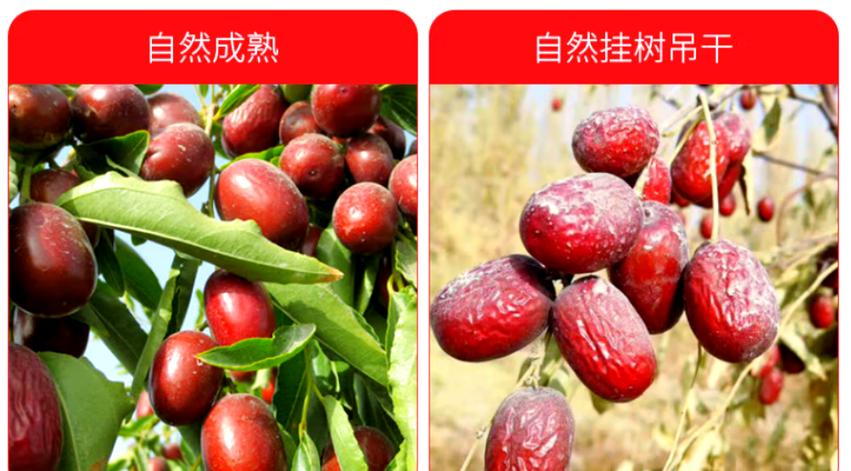 中国十大红枣排名榜游戏截图
