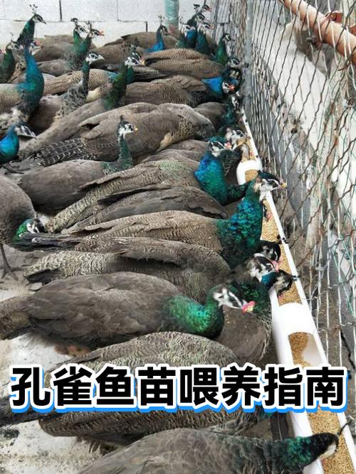 孔雀鱼苗多久喂一次缩略图