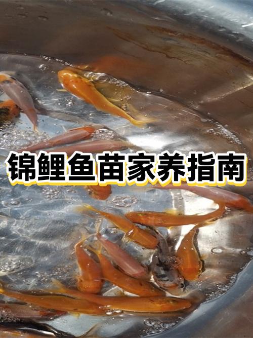 普通锦鲤多少钱一只