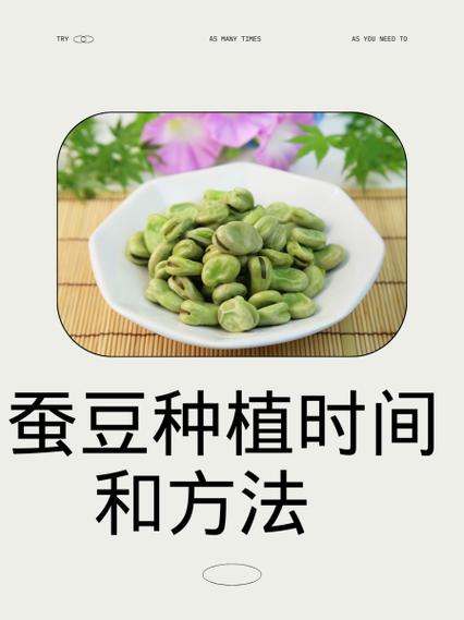 种蚕豆的方法步骤