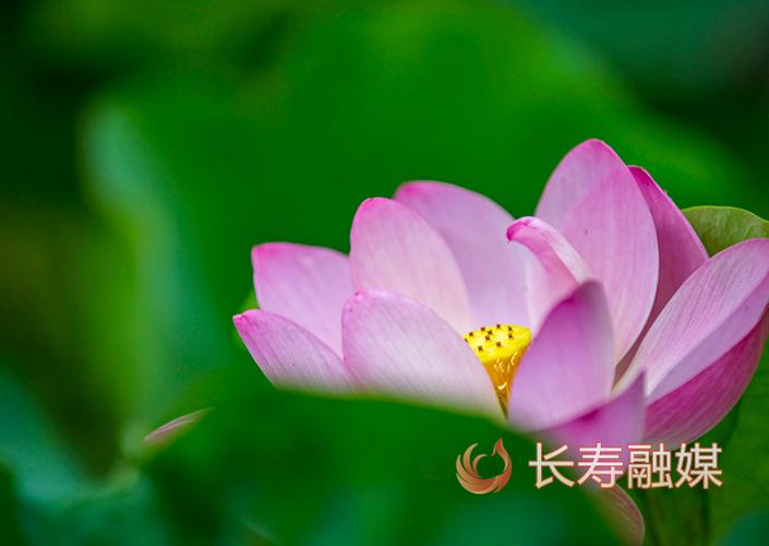 一缕沁香图标