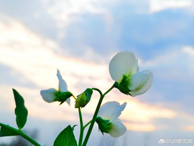 鲜花预定广告宣传