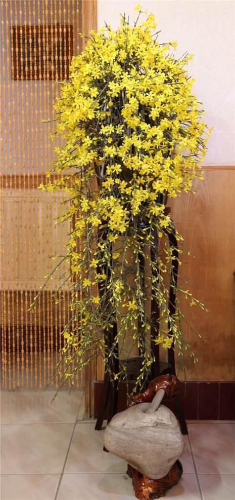 怎样养好迎春花