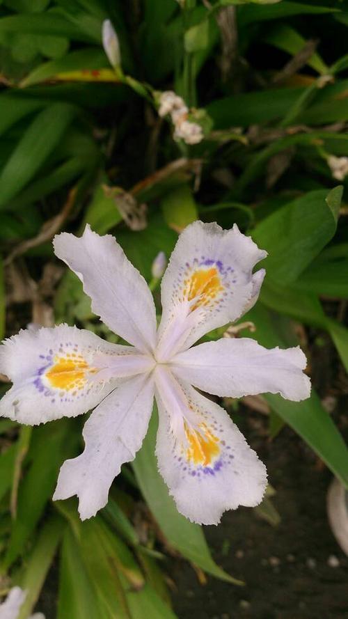 花什么陌