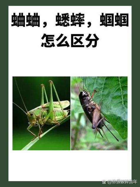 蝈蝈跟蟋蟀有什么区别