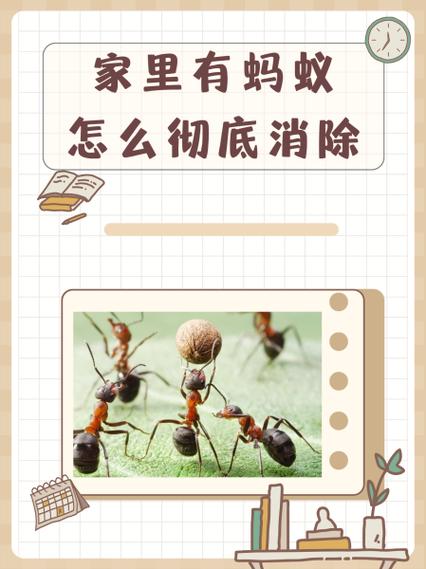 家里有小蚂蚁怎么清除干净