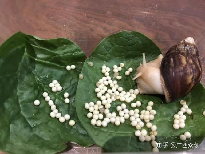 白玉蜗牛多久能产卵