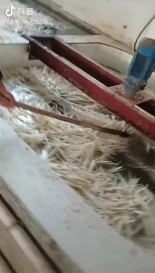 洗衣机能把狗毛洗掉吗缩略图