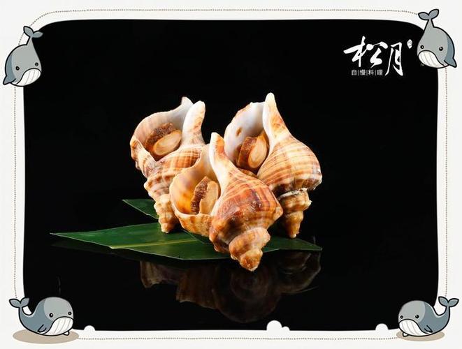 海螺种类及名称图片截图