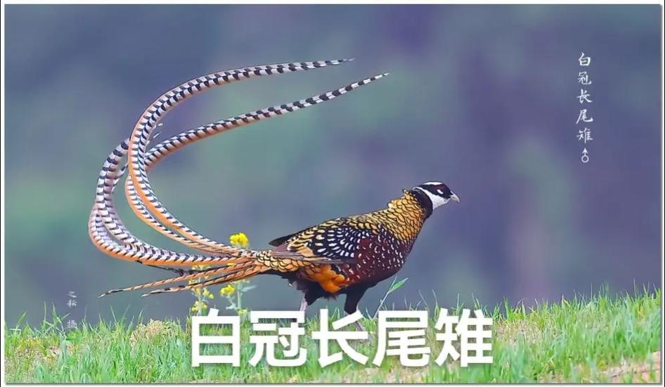20种常见鸟类