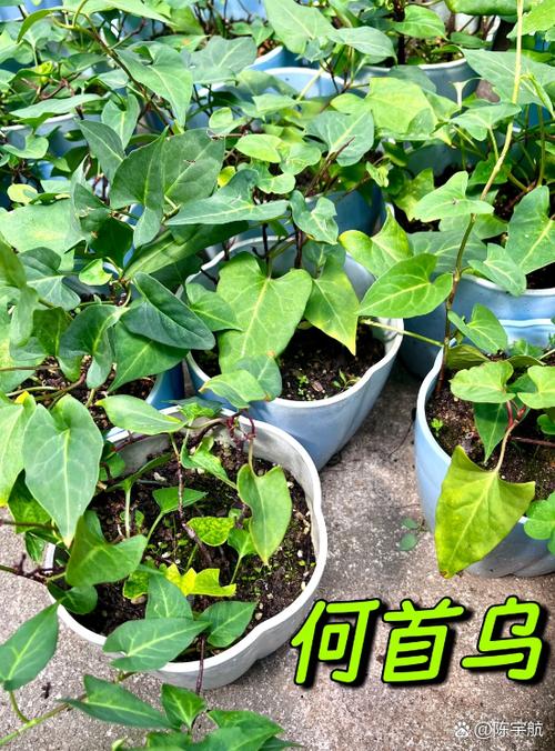 家里种何首乌好不好