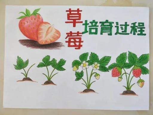 草莓的生长过程缩略图
