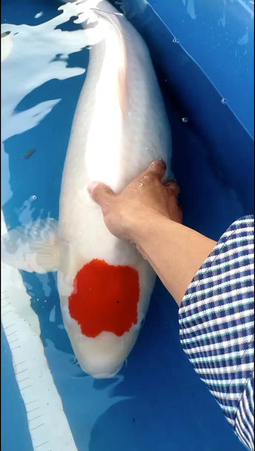 白色红头锦鲤