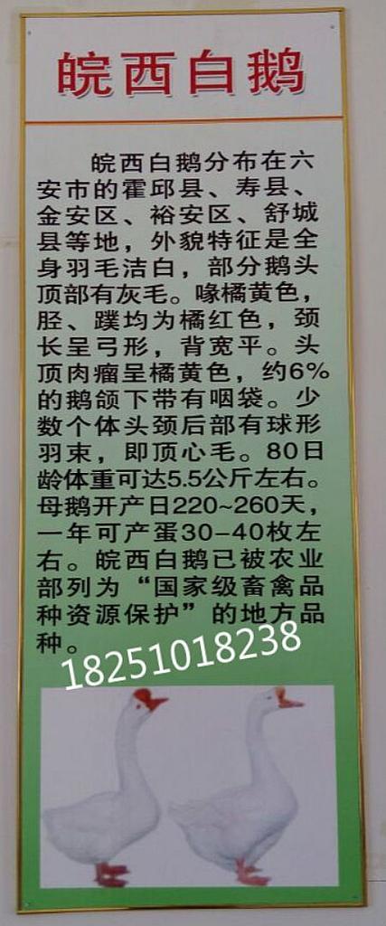 鹅苗批发价多少钱一只缩略图