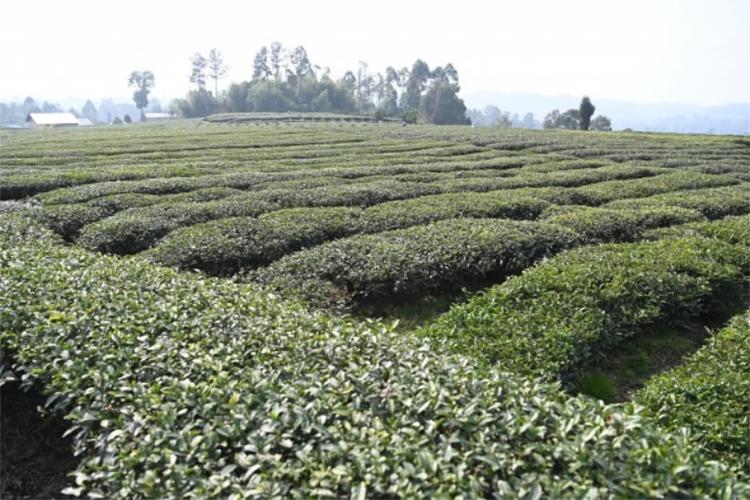 10亩茶园一年多少收入