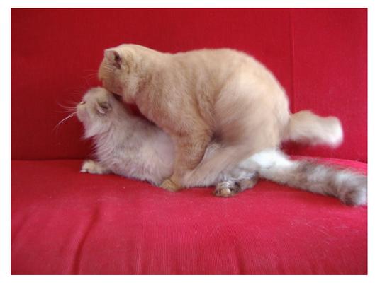 猫配一次就成功吗