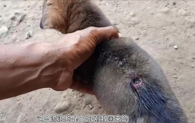 动物身上长蛆视频