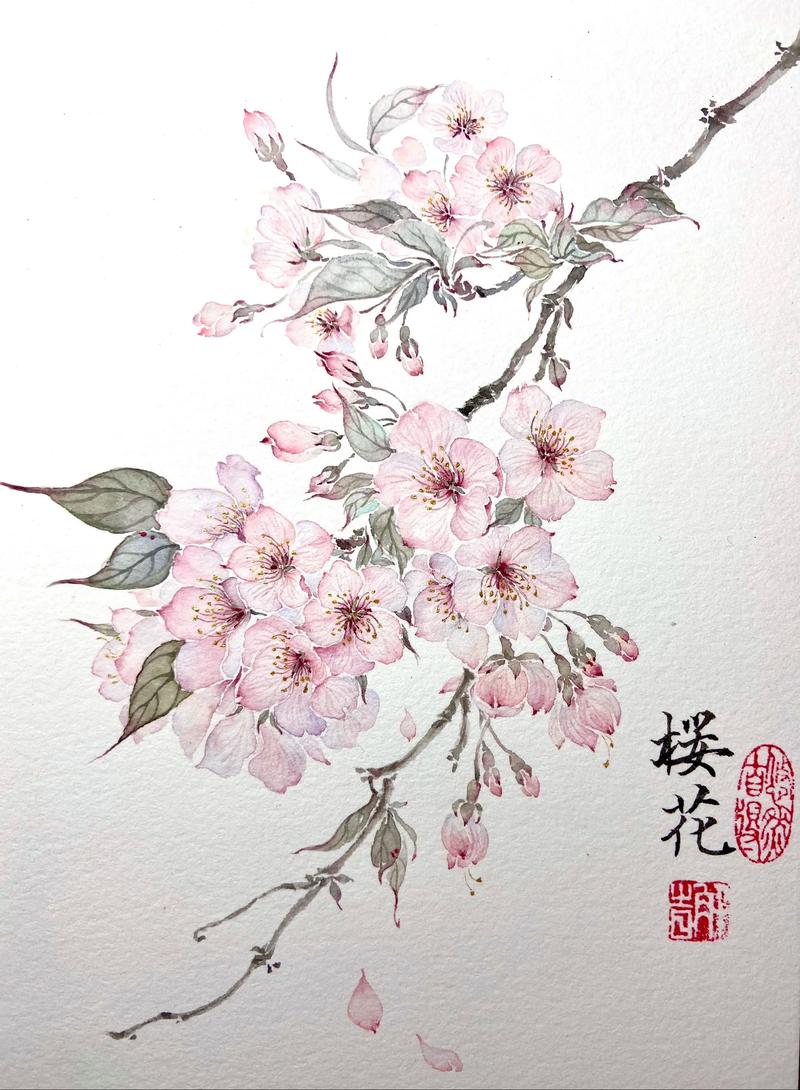 樱花逝缦彩笺