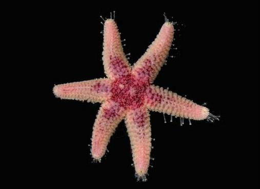 挨饿荒野海星位置