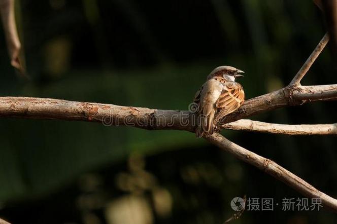 久等了唐先生麻雀阁网