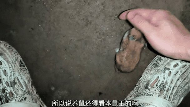 仓鼠养在野外会怎么样