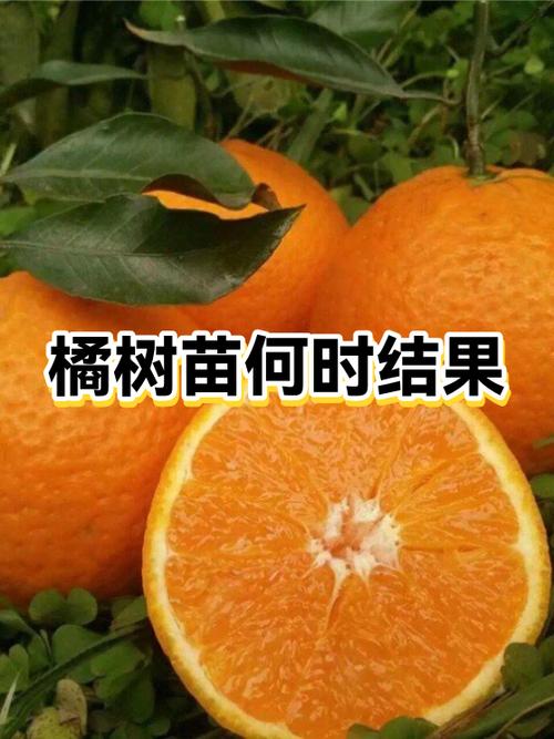 橘子什么时候结果