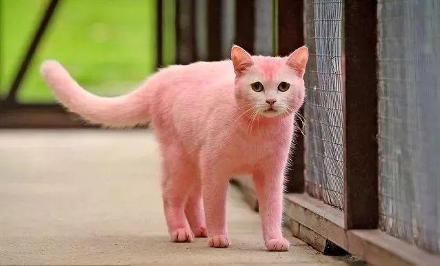 猫吐粉红色水是猫瘟吗