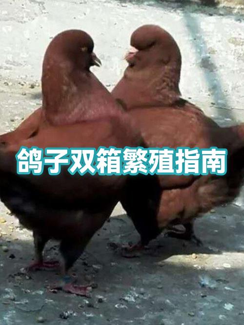 鸽子一年能繁殖几窝