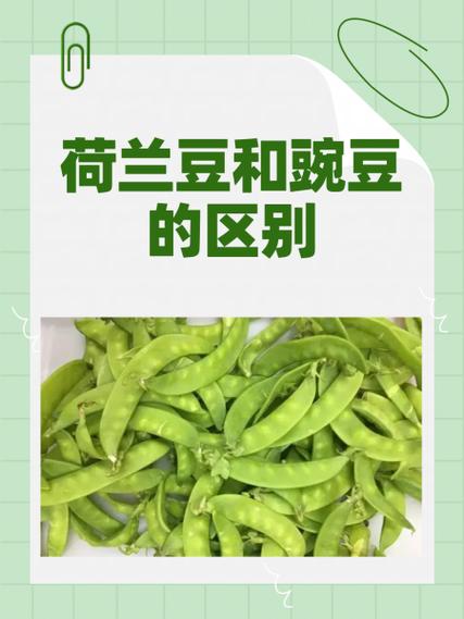 比豌豆小一点的小豌豆叫什么