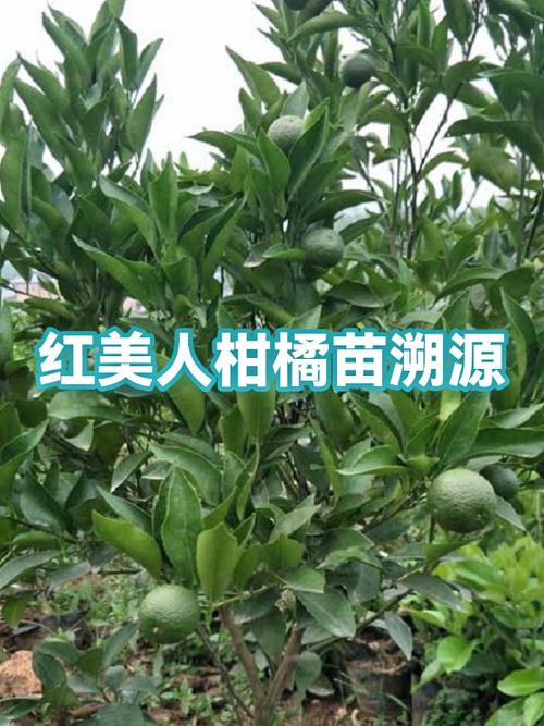 红美人桔苗哪里买
