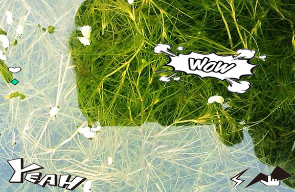 种植物游戏赚红包