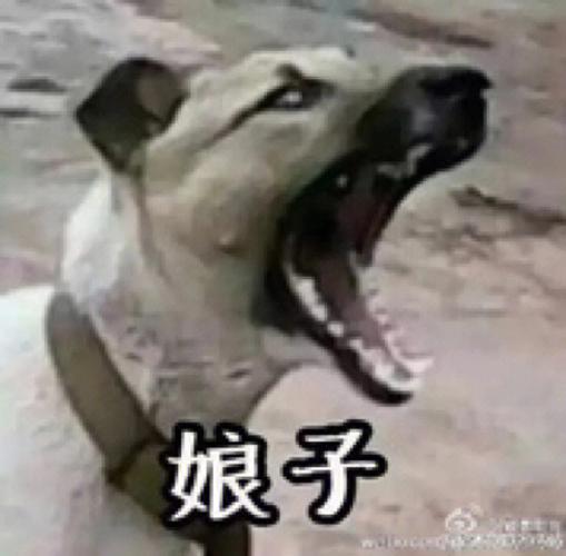 沙雕情侣头像 情侣专用游戏截图