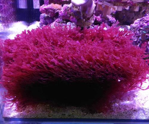 海水鱼缸截图
