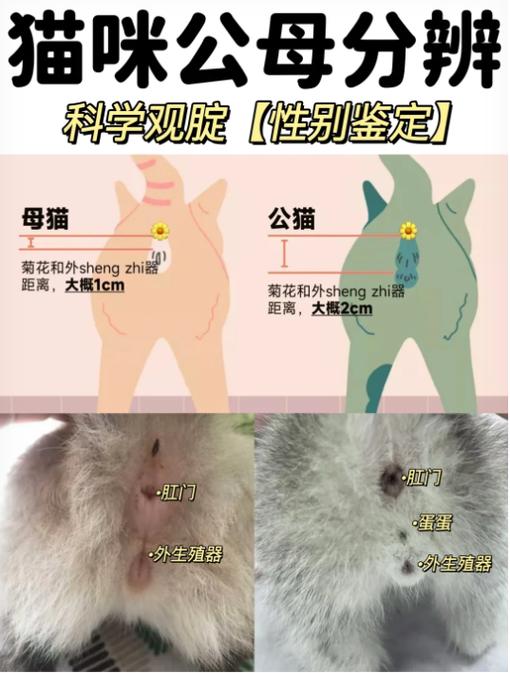 公猫和母猫的区别