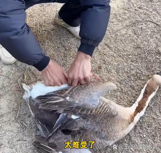 大鹅牙刷在哪个位置