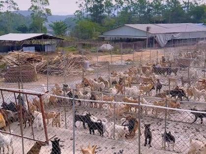 附近土狗养殖场缩略图