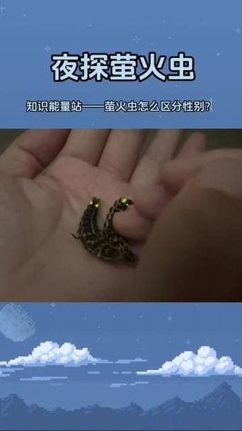 萤火虫公母对照图图标