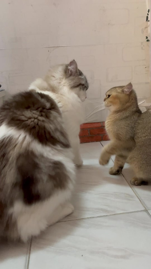 大猫跟小猫玩还是真打